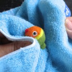 羊毛フェルト　ダルマインコ　のこのこ　濡れた時の処置