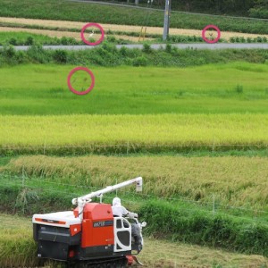 千葉　田んぼ　稲刈り　鳥