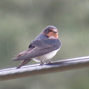 つばめ　千葉県いすみ市　