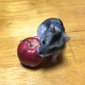 ジャンガリアンハムスター