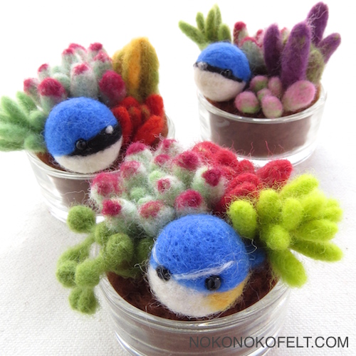 日本三大青い鳥　おおるり　こるり　るりびたき　多肉植物