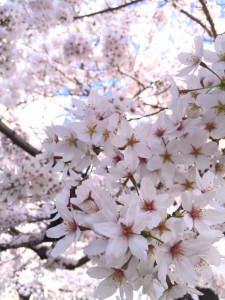 桜