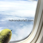 羊毛フェルト　めじろ　のこのこ